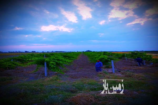 باغ انگور در شهرستان جغتای روستای زور صدرا ۴۰۰۰ متر-2