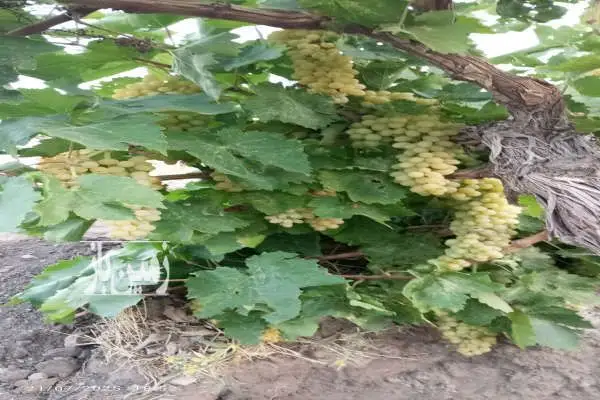 باغ انگور در شهرستان جغتای روستای زور صدرا ۴۰۰۰ متر - تصویر 3