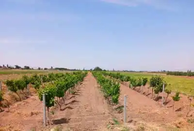 باغ انگور در شهرستان جغتای روستای زور صدرا ۴۰۰۰ متر