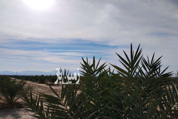 فروش زمین کشاورزی با نخلستان روستای کشکو ۱۸ هکتار-1