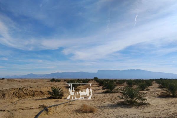 فروش زمین کشاورزی با نخلستان روستای کشکو ۱۸ هکتار-2