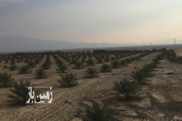 فروش زمین کشاورزی با نخلستان روستای کشکو ۱۸ هکتار-4