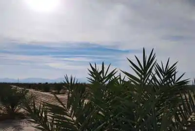 فروش زمین کشاورزی با نخلستان روستای کشکو ۱۸ هکتار
