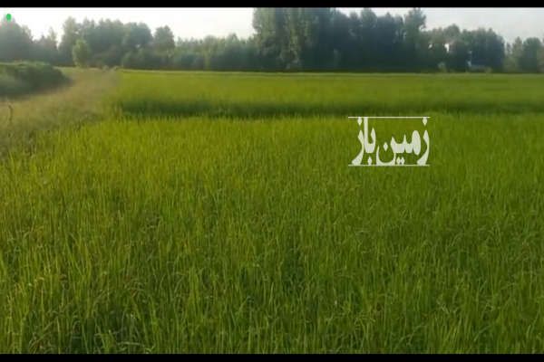 فروش زمین کشاورزی شالیزار در فرشم پایین محله ۱۱۲۵ متر-1