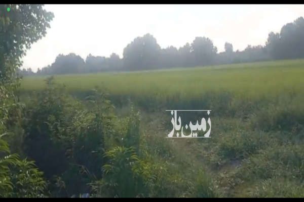 فروش زمین کشاورزی شالیزار در فرشم پایین محله ۱۱۲۵ متر-2