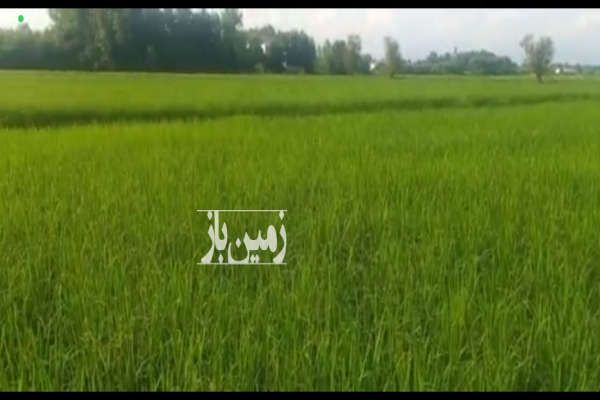 فروش زمین کشاورزی شالیزار در فرشم پایین محله ۱۱۲۵ متر-3