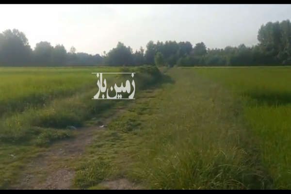 فروش زمین کشاورزی شالیزار در فرشم پایین محله ۱۱۲۵ متر-4