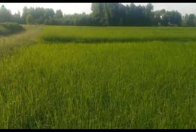 فروش زمین کشاورزی شالیزار در فرشم پایین محله ۱۱۲۵ متر
