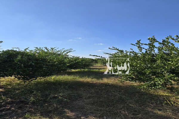 باغ مرکبات و پرورش ماهی در قائمشهر موارم کلا ۴۰۰۰ متر-4