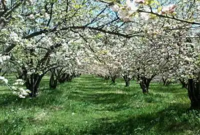 فروش باغ در سربست سپیدان ۷۵۰ متر