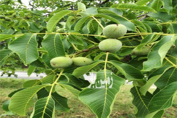 باغ گردو و انگور در تویسرکان روستای ریواسیجان ۳۰۰۰ متر-1