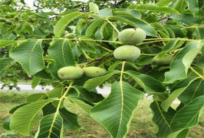 باغ گردو و انگور در تویسرکان روستای ریواسیجان ۳۰۰۰ متر