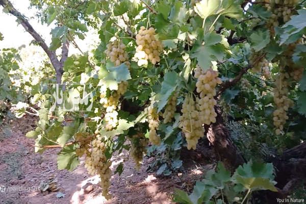 فروش باغ انگور هشتگرد قدیم خیابان راه آهن ۵۰۰ متر-2