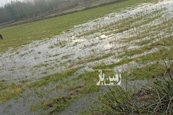 زمین شالیزار مکانیزه جاده کیسم روستای کلده بالا ۲۶۰۰ متر-1