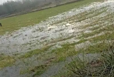 زمین شالیزار مکانیزه جاده کیسم روستای کلده بالا ۲۶۰۰ متر