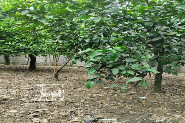 فروش زمین روستای هلیدشت بابل ۳۵۰ متر-1