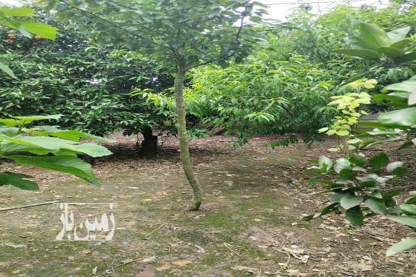 فروش زمین روستای هلیدشت بابل ۳۵۰ متر-3
