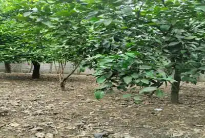 فروش زمین روستای هلیدشت بابل ۳۵۰ متر