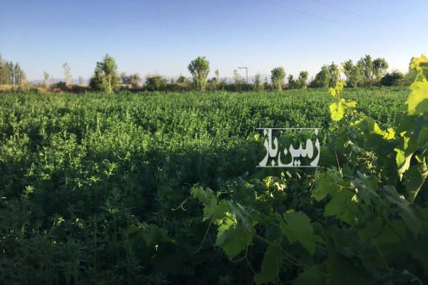 فروش باغ ۲۵۰۰ متر بر جاده شبستر به سلماس روستای چشمه کنان-1
