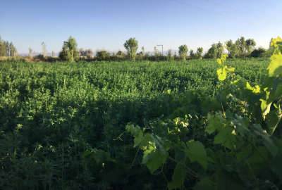 فروش باغ ۲۵۰۰ متر بر جاده شبستر به سلماس روستای چشمه کنان