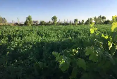 فروش باغ ۲۵۰۰ متر بر جاده شبستر به سلماس روستای چشمه کنان