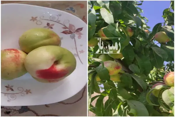 باغچه هزارمتری درختان میوه نظرآباد قلعه آذری - تصویر 3