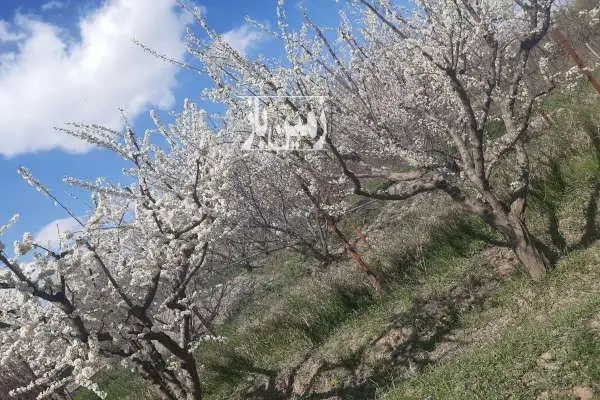 باغچه هزارمتری درختان میوه نظرآباد قلعه آذری - تصویر 4