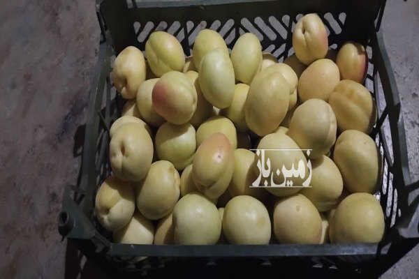 فروش باغ زیبا در منطقه روستایی ۱۰۰۰ متر-4