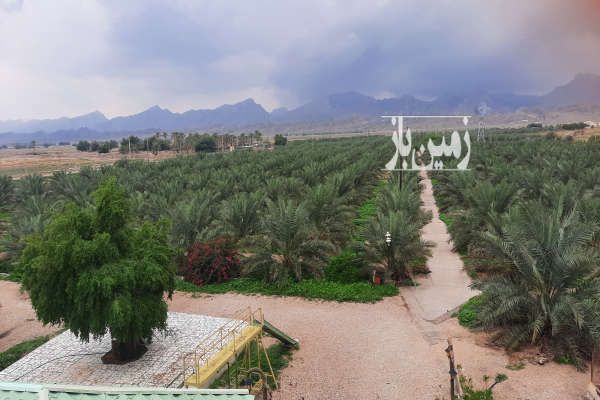 فروش نخلستان با تاسیسات باغی و ویلا ۱۹۰۰۰۰ متر-3