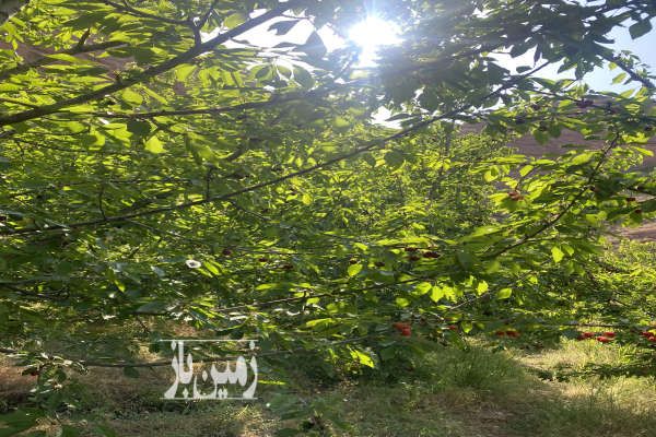 زمین باغی الموت اندج شمیس باغ ۶۰۰۰ متر-1