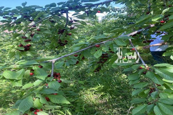 زمین باغی الموت اندج شمیس باغ ۶۰۰۰ متر-2