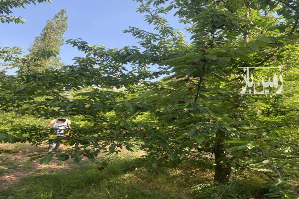 زمین باغی الموت اندج شمیس باغ ۶۰۰۰ متر-3