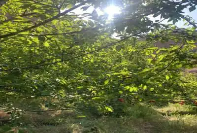 زمین باغی الموت اندج شمیس باغ ۶۰۰۰ متر