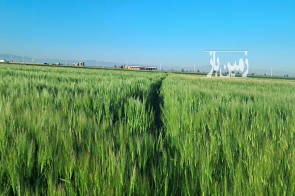 هفت و نیم هکتار زمین زراعی باغی در خاکعلی قزوین-2
