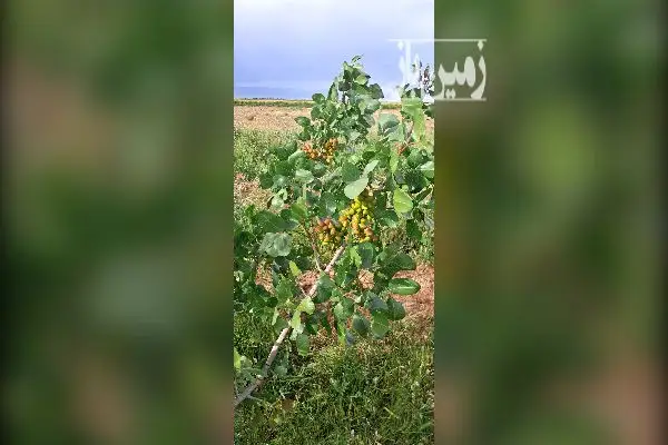 هفت و نیم هکتار زمین زراعی باغی در خاکعلی قزوین - تصویر 3