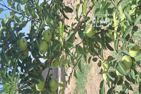 هفت و نیم هکتار زمین زراعی باغی در خاکعلی قزوین-4