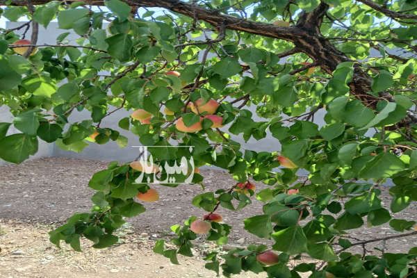 فروش زمین خانه باغ در بسطام شاهرود ۲۶۲۸ متر-1