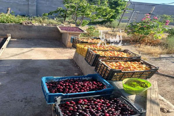 فروش زمین خانه باغ در بسطام شاهرود ۲۶۲۸ متر-4