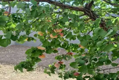 فروش زمین خانه باغ در بسطام شاهرود ۲۶۲۸ متر