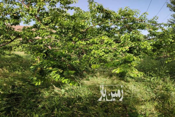 فروش باغ با موقعیت عالی ۶۰۰۰ متر-1