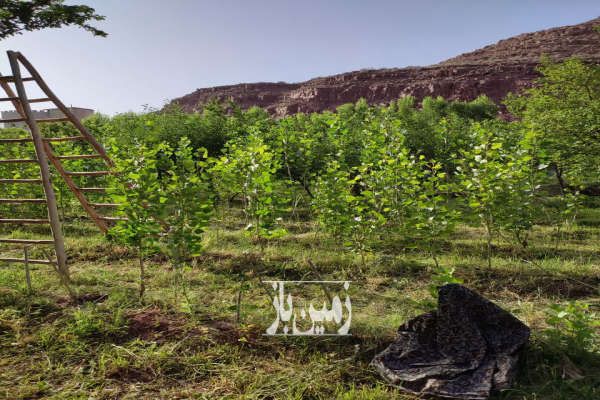 فروش باغ با موقعیت عالی ۶۰۰۰ متر-3