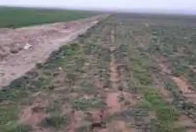 زمین زراعی کشاورزی در روبروی دانشگاه صوفیان ۳۰۰۰ متر