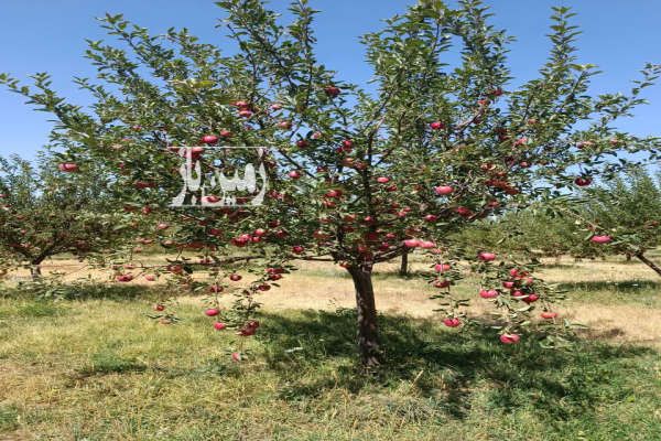 زمین مسکونی دوسران شهرستان ارمغانخانه ۵۰۰ متر-4