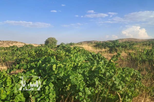 باغ انگور بیست ساله خان زنیان روستای سعادت آباد ۲۰۰۰ متر-4