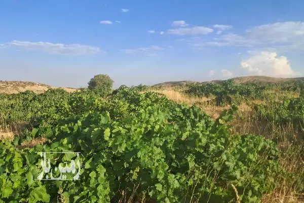 باغ انگور بیست ساله خان زنیان روستای سعادت آباد ۲۰۰۰ متر - تصویر 2