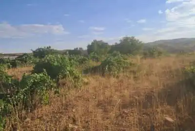 باغ انگور بیست ساله خان زنیان روستای سعادت آباد ۲۰۰۰ متر