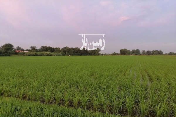 زمین شالیزار در آستانه اشرفیه روستای فشتم لب جاده ۲۷۶۰ متر-1