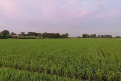 زمین شالیزار در آستانه اشرفیه روستای فشتم لب جاده ۲۷۶۰ متر