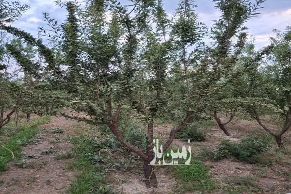 فروش باغ گلپایگان ابتدای جاده اراک ۵۰۰۰ متر - تصویر 2