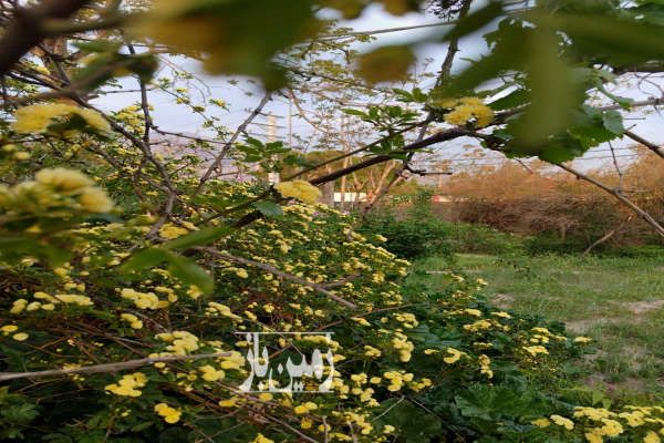 فروش زمین در کلاک پایین کرج ۱۱۶۱ متر-2